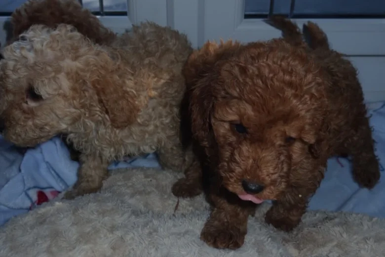 Cockapoo