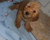 Cockapoo