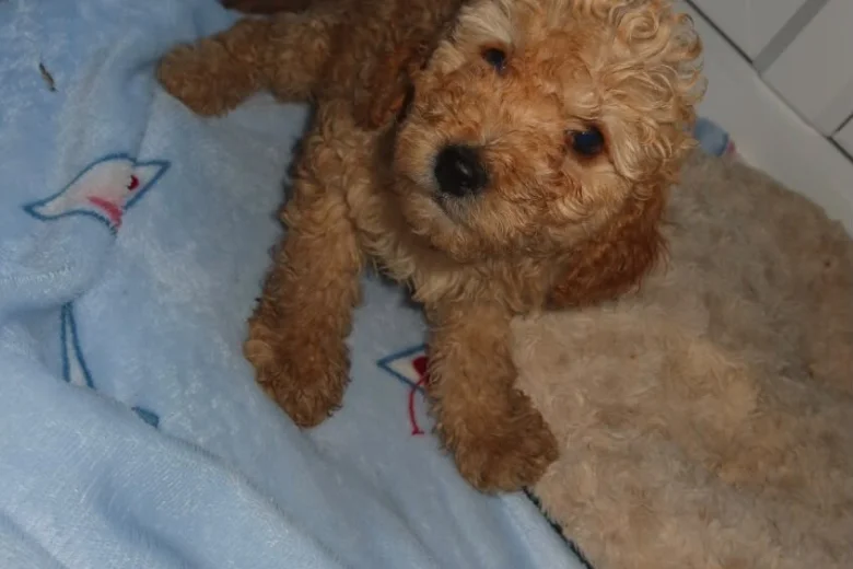 Cockapoo