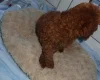 Cockapoo