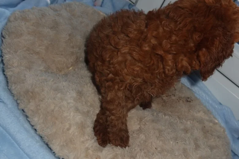 Cockapoo