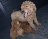 Cockapoo