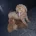 Cockapoo