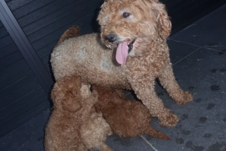 Cockapoo
