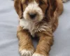 Cockapoo