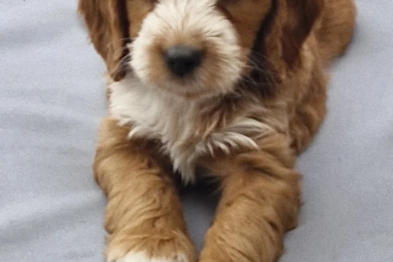 Cockapoo