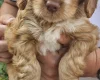 Cockapoo