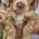 Cockapoo