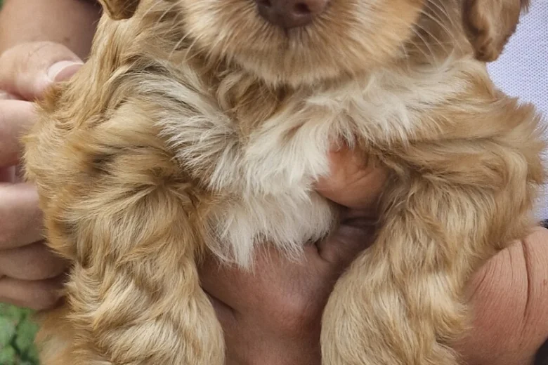 Cockapoo