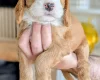 Cockapoo