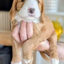 Cockapoo