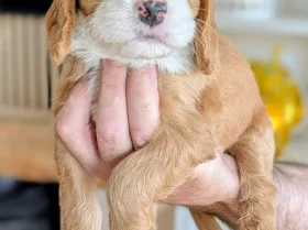 Cockapoo