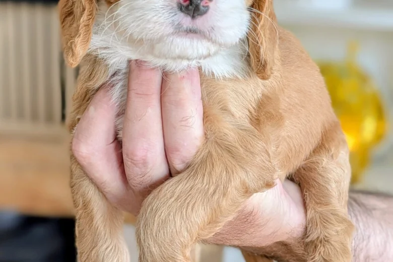 Cockapoo