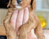 Cockapoo