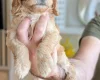 Cockapoo