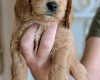 Cockapoo