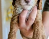 Cockapoo