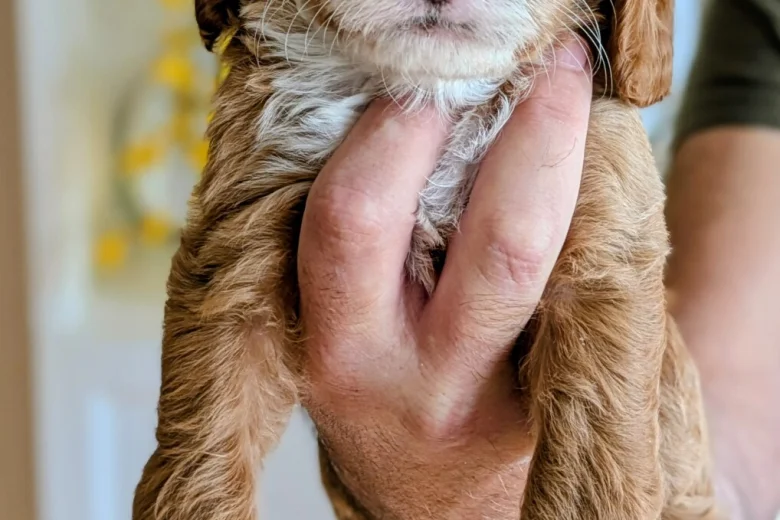 Cockapoo