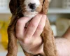 Cockapoo