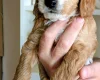 Cockapoo