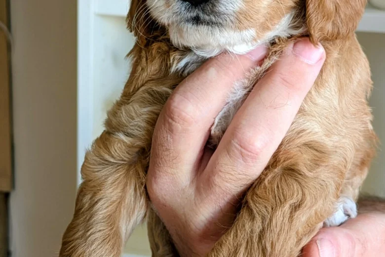Cockapoo