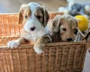 Cockapoo