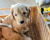 Cockapoo