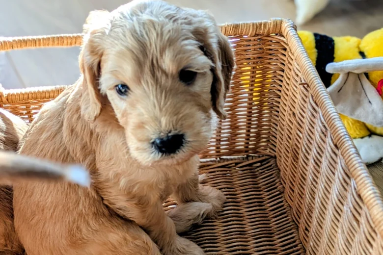 Cockapoo