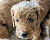 Cockapoo