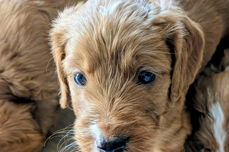 Cockapoo