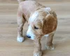 Cockapoo