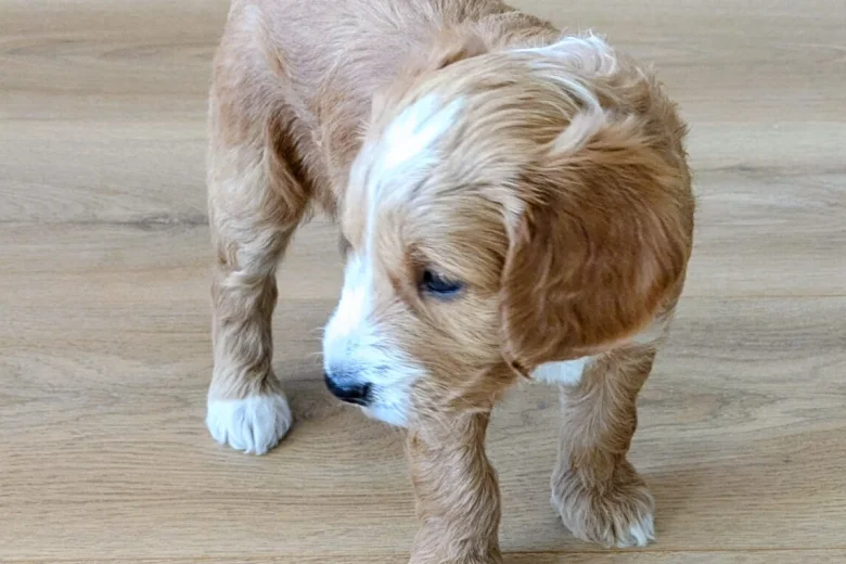 Cockapoo