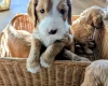 Cockapoo