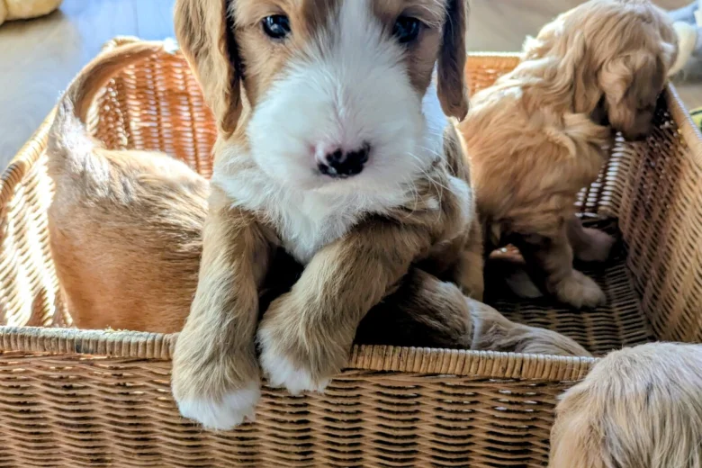 Cockapoo