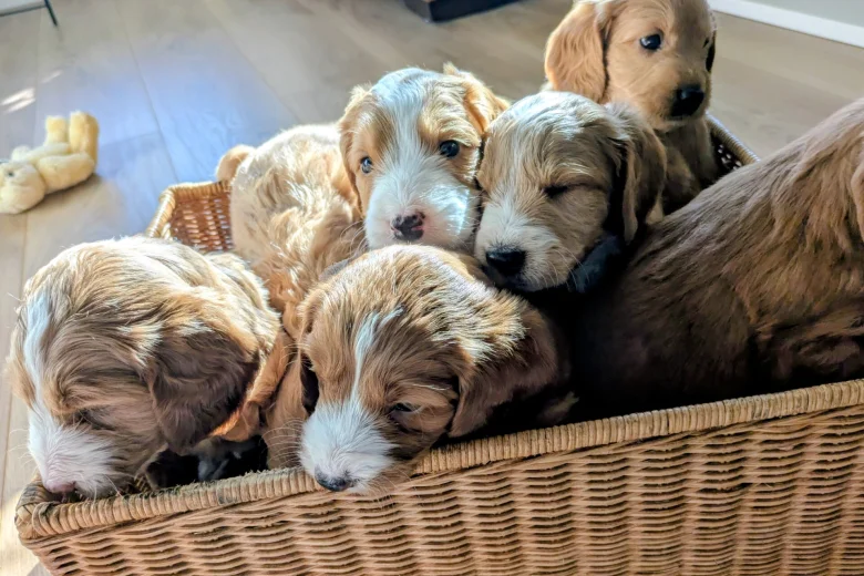 Cockapoo
