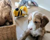 Cockapoo