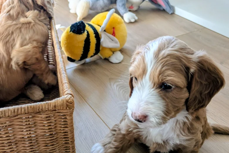 Cockapoo