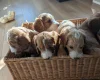 Cockapoo