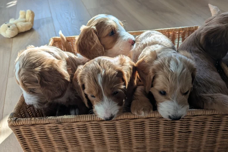Cockapoo