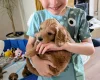 Cockapoo
