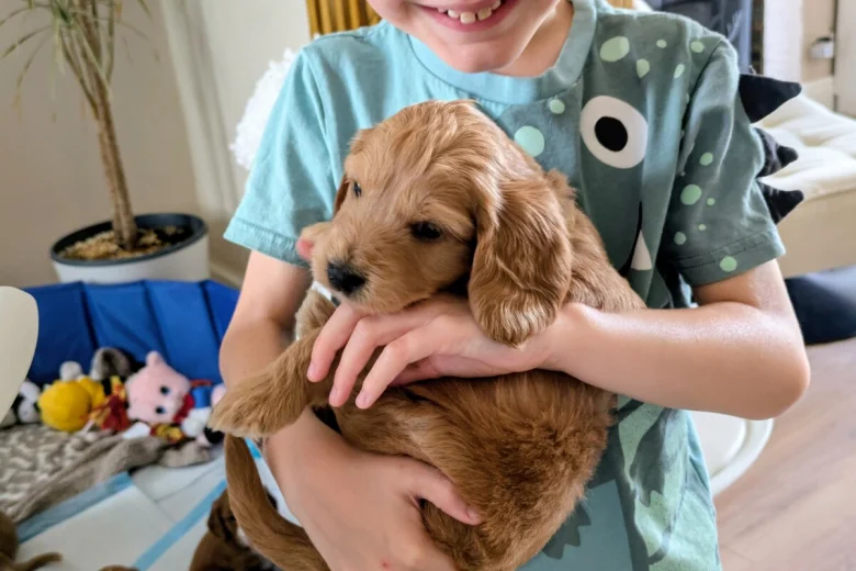 Cockapoo