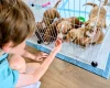 Cockapoo