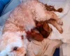 Cockapoo