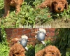 Cockapoo
