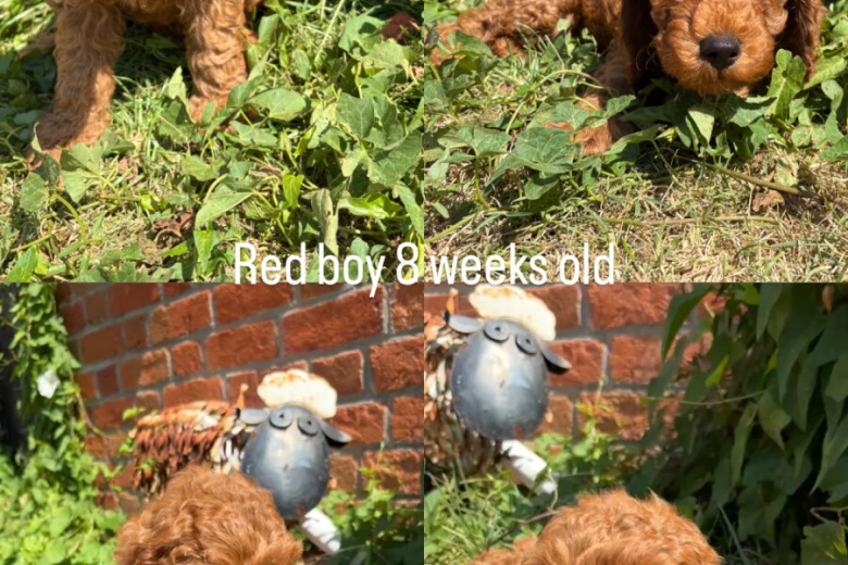 Cockapoo