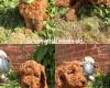Cockapoo