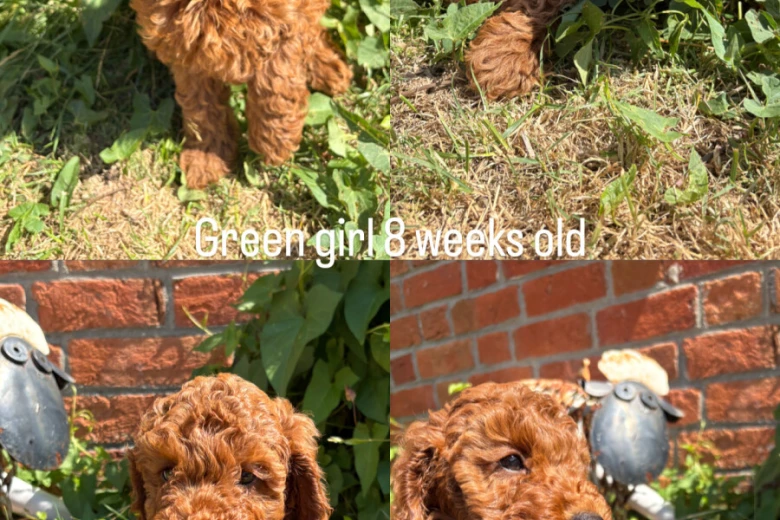 Cockapoo