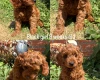 Cockapoo