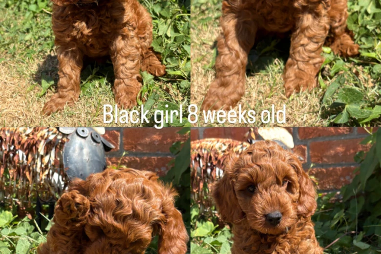 Cockapoo