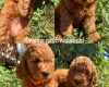 Cockapoo
